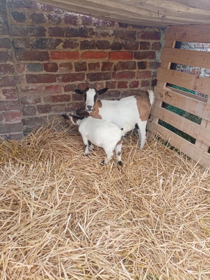 Gite A La Ferme Chez Magali Escaudoeuvres エクステリア 写真