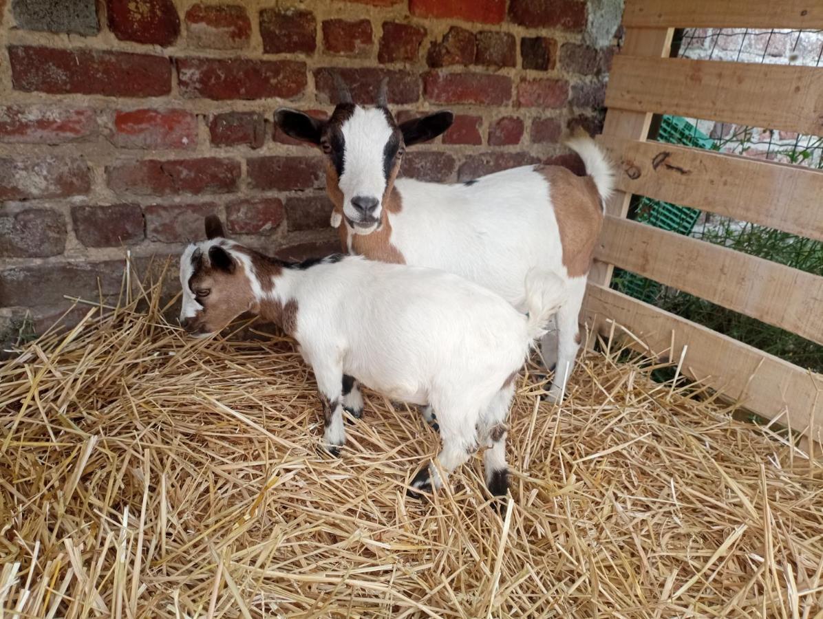 Gite A La Ferme Chez Magali Escaudoeuvres エクステリア 写真